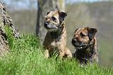 BORDER TERRIER 098